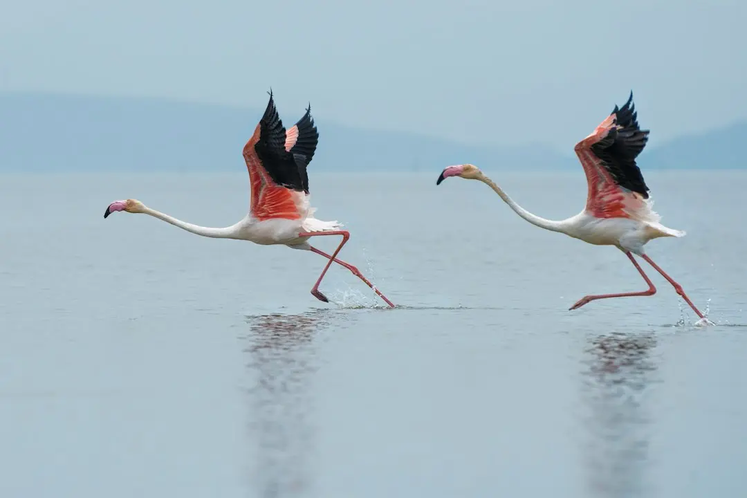 Flamingos-urile bat Mexic, calificare în sferturi