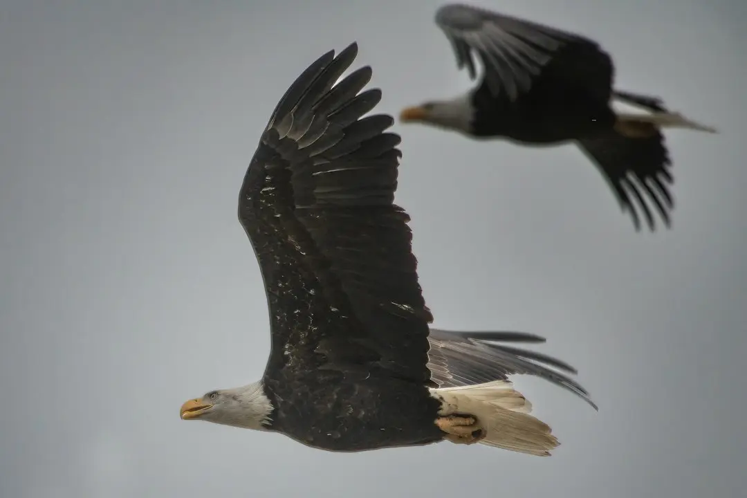 Future Eagles nerezolvă primul lor meci la Cupa Mondială U‑15, 3-3 cu Gambia în Baku