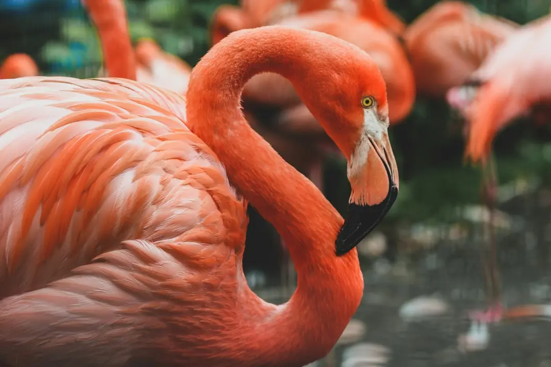 Flamingos au eliminat campioanele! Antrenorul Busari cere concentrare maximă înainte de sferturi